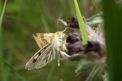 Heliothis adaucta