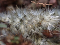 Enneapogon cenchroides