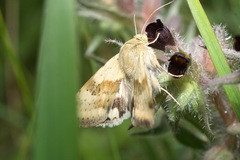 Heliothis adaucta