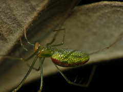 Tetragnatha subsquamata