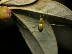 Tetragnatha subsquamata