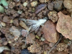 Enneapogon cenchroides