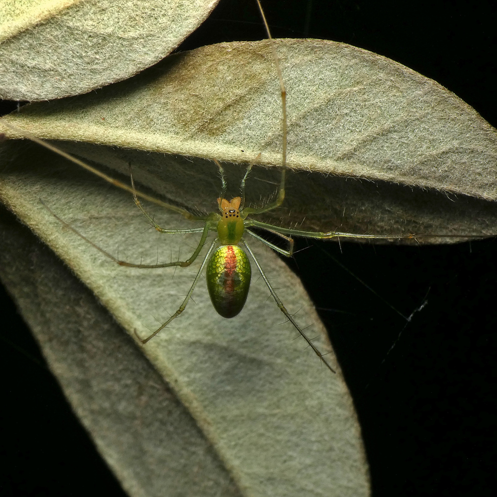 Tetragnatha subsquamata