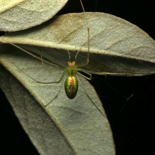 Tetragnatha subsquamata