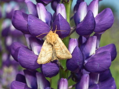 Eriopygodes imbecilla