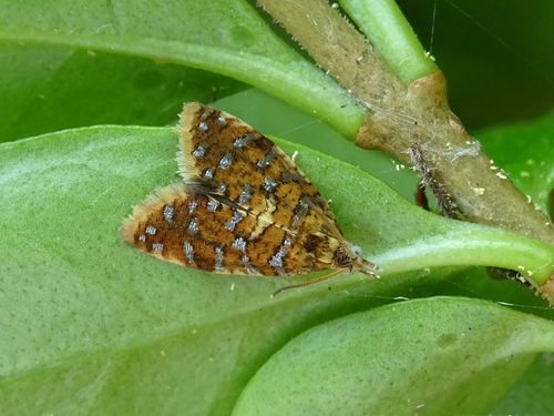 Yellow-spot Tortrix, Schouwen-Duiveland, Zeeland, Netherlands, photo 10 of 10
