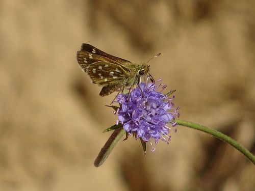 Common Branded Skipper, 3775 Kootwijk, Nederland, photo 8 of 10