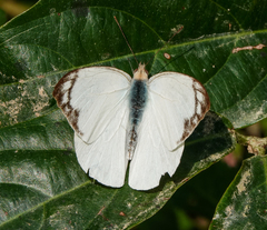 Appias albina