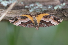 Chrysolarentia lucidulata