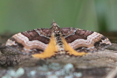 Chrysolarentia lucidulata