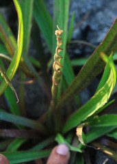 Cryptocoryne retrospiralis