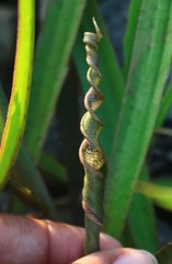 Cryptocoryne retrospiralis
