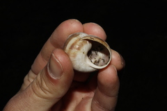 Helix nucula