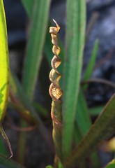 Cryptocoryne retrospiralis