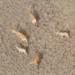 Alcelaphus buselaphus lelwel