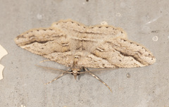Syneora fractata