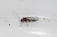 Elipsocidae