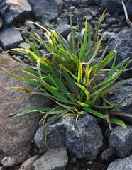 Cryptocoryne retrospiralis