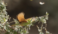 Merops viridissimus