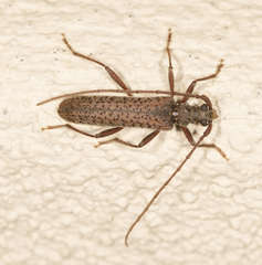 Phlyctaenodes pustulata