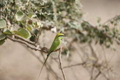 Merops viridissimus