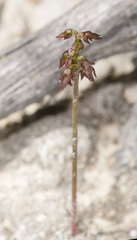 Genoplesium nudiscapum