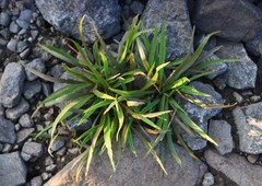Cryptocoryne retrospiralis