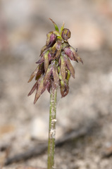 Genoplesium nudiscapum