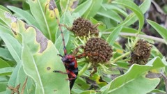 Stenaspis verticalis