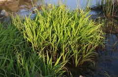 Cryptocoryne retrospiralis