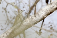 Chloropicus goertae