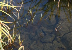 Cryptocoryne retrospiralis