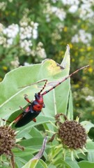 Stenaspis verticalis insignis