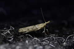 Orocrambus cyclopicus