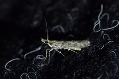 Orocrambus cyclopicus