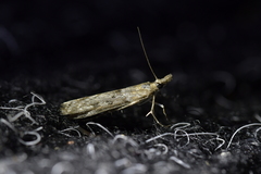 Orocrambus cyclopicus