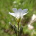 Cerastium arvense suffruticosum - Photo (c) Sylvain Piry, some rights reserved (CC BY-NC), uploaded by Sylvain Piry
