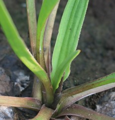 Cryptocoryne retrospiralis