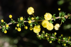 Acacia mitchellii