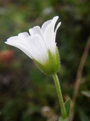 Cerastium latifolium