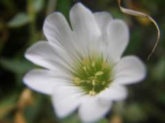 Cerastium latifolium