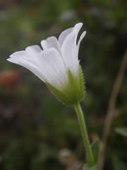 Cerastium latifolium