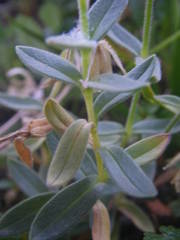 Cerastium latifolium