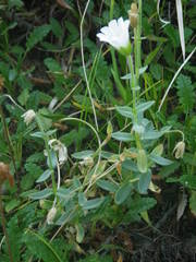 Cerastium latifolium