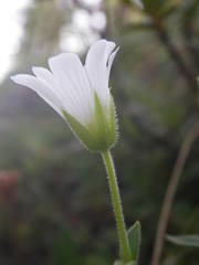 Cerastium latifolium