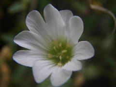 Cerastium latifolium