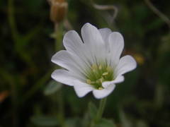 Cerastium latifolium