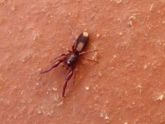 Diaphorocellus biplagiatus