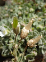 Cerastium pyrenaicum