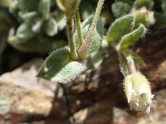 Cerastium pyrenaicum